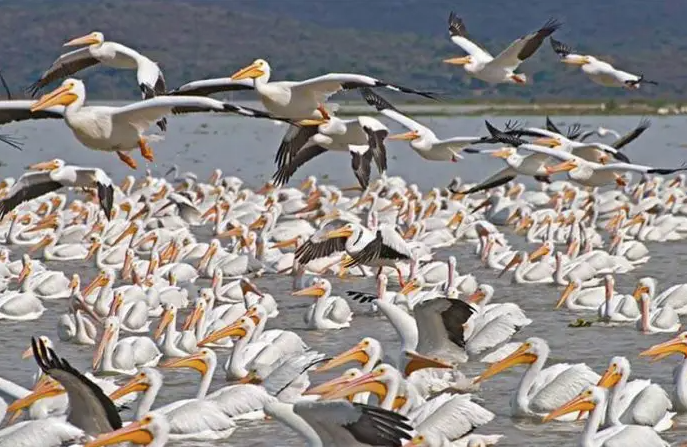 Pelicans | Round-Trip Transportation